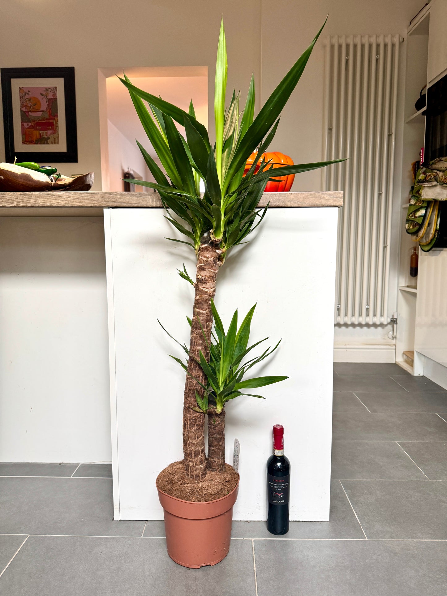 120cm Double Stem Yucca