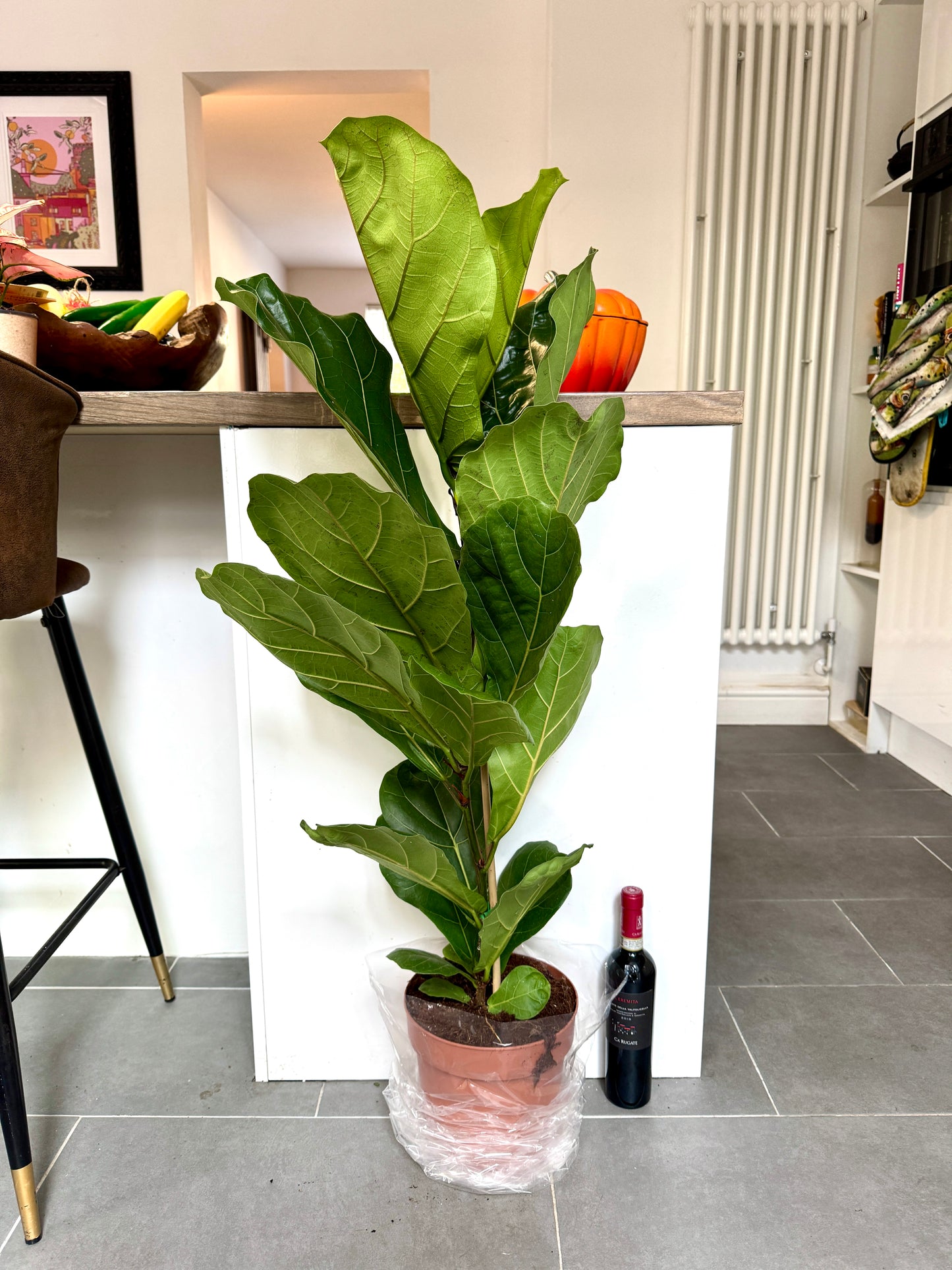 120cm Ficus Lyrata (Fiddle Leaf Fig)