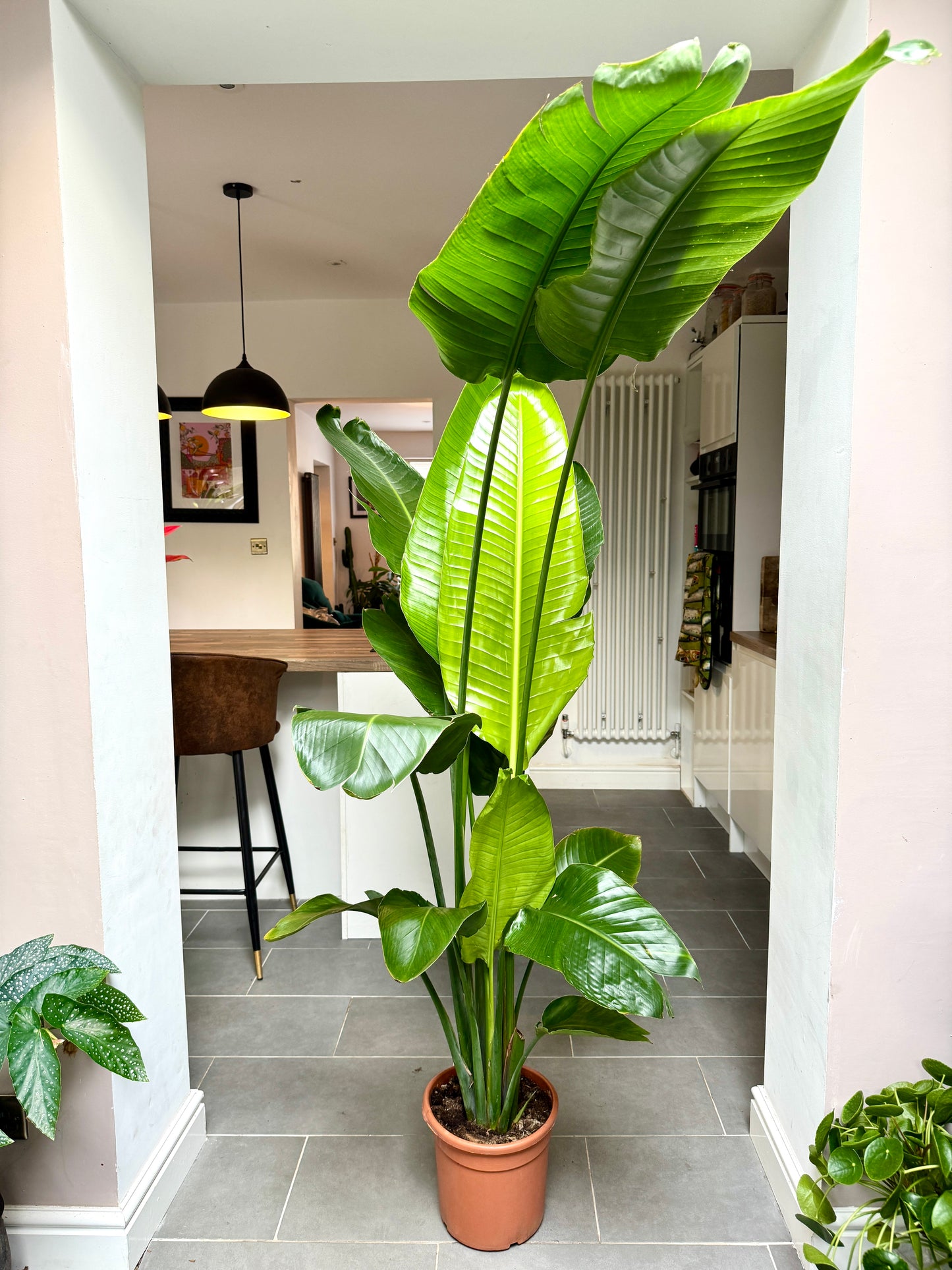 175cm Strelitzia Nicolai (Bird of Paradise)