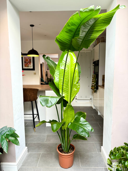 175cm Strelitzia Nicolai (Bird of Paradise)