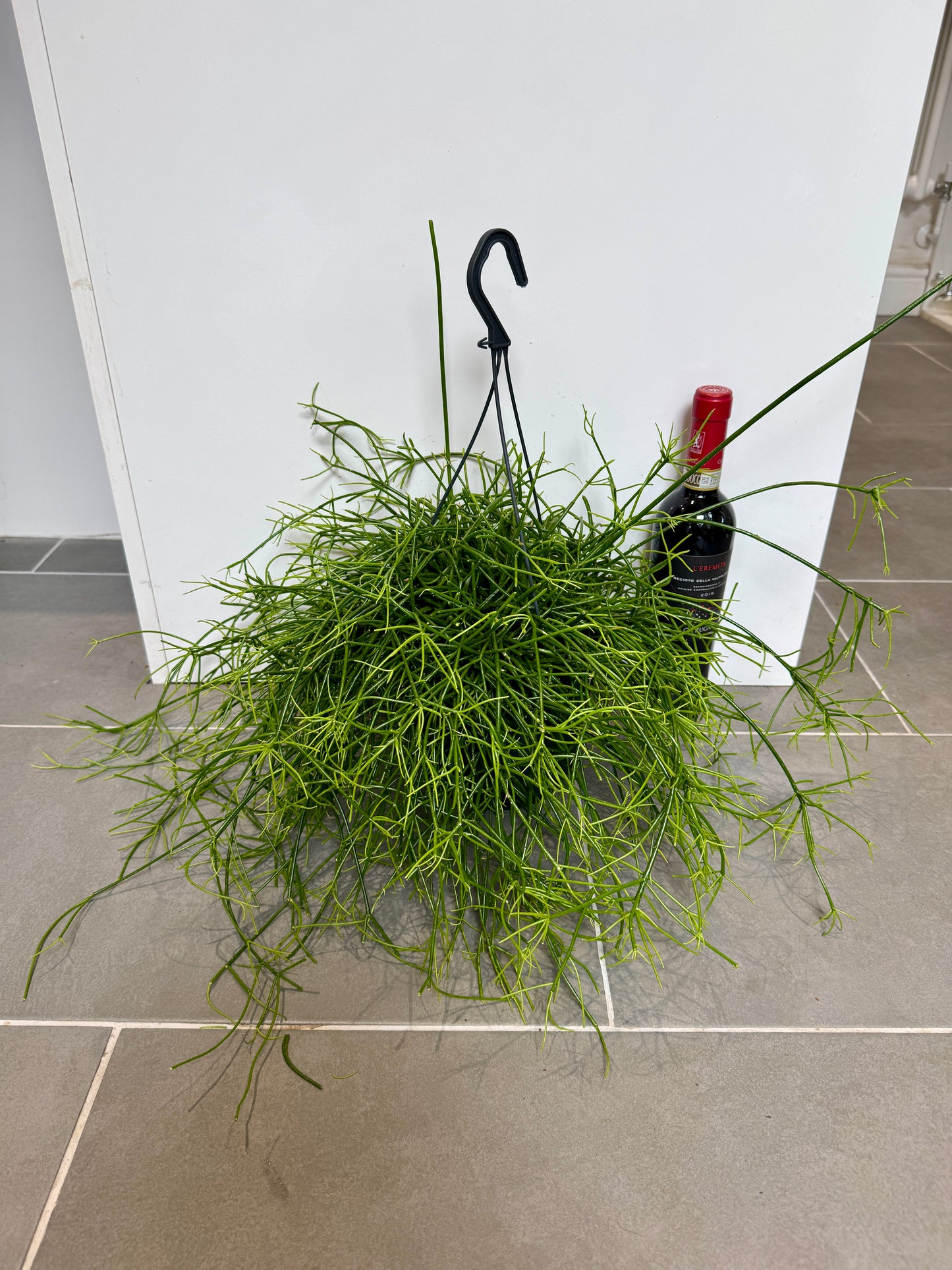 50cm Hanging Rhipsalis Oasis
