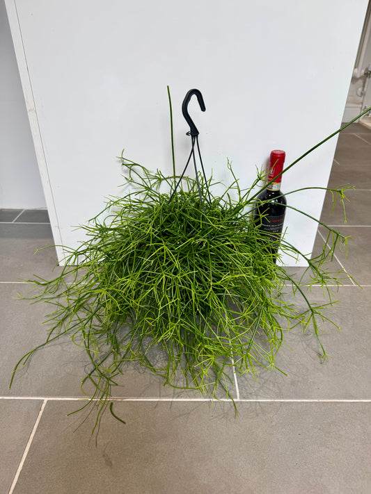 50cm Hanging Rhipsalis Oasis