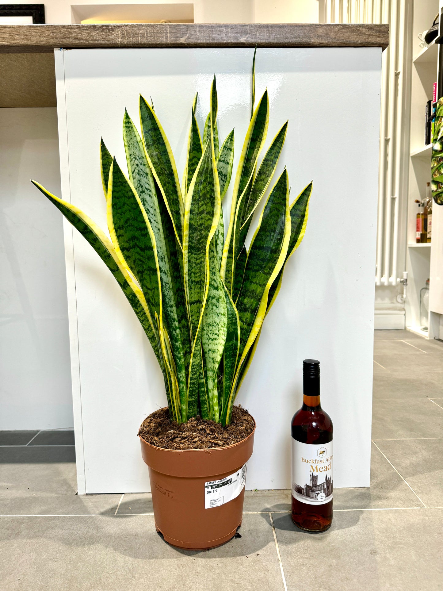 90cm Sansevieria (Snake / Mother in Law’s Tongue Plant)