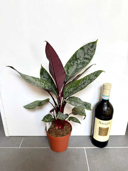 40cm Apoballis Acuminatissima (Purple Sword Plant)