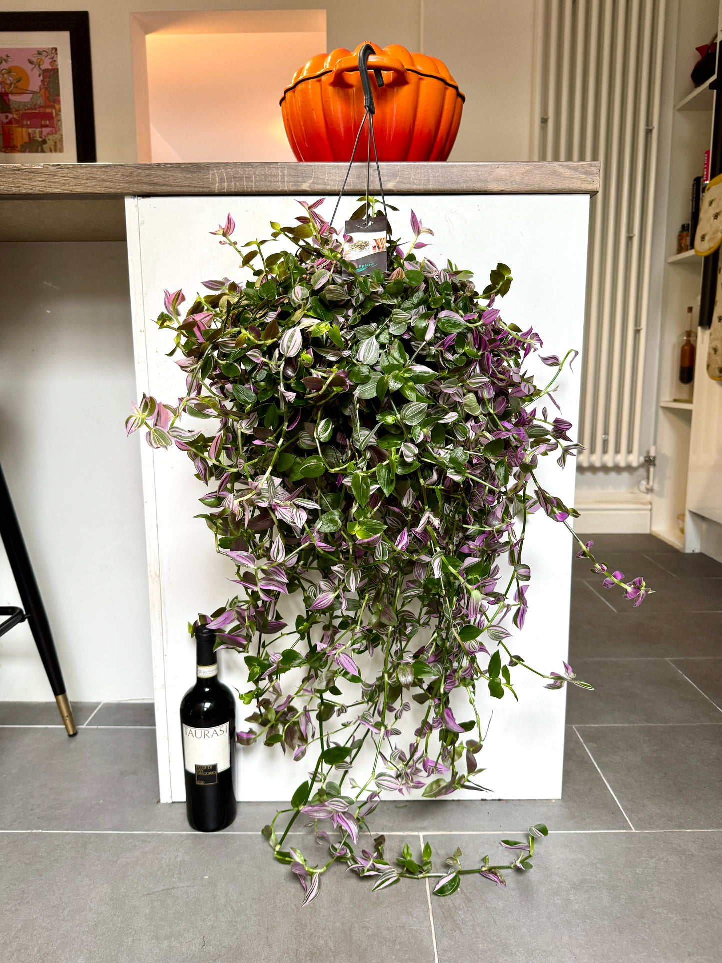 90cm Tradescantia Pink Hill