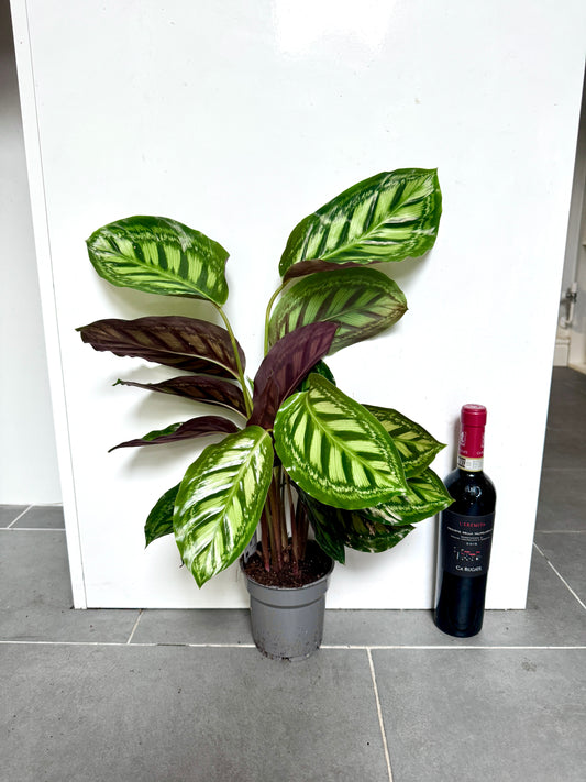 55cm Calathea Flamestar
