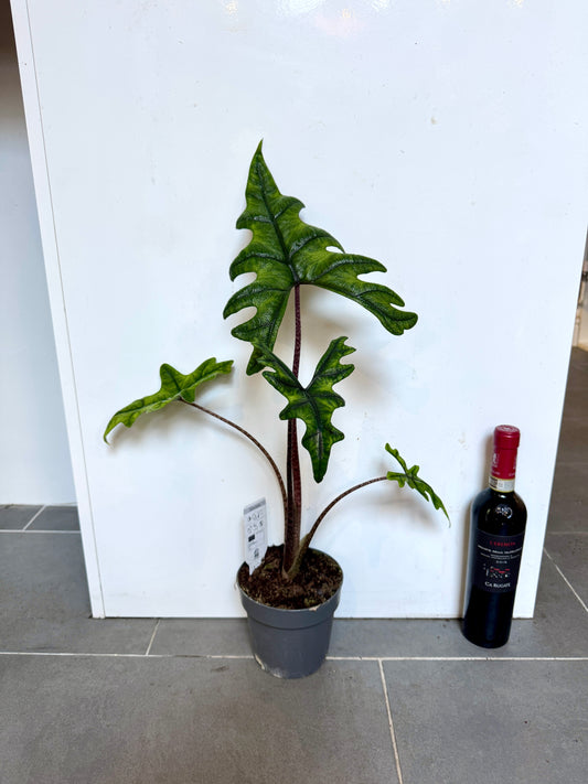 50cm Alocasia Jacklyn