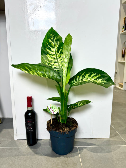 60cm Dieffenbachia Reeva (Dumb Cane)