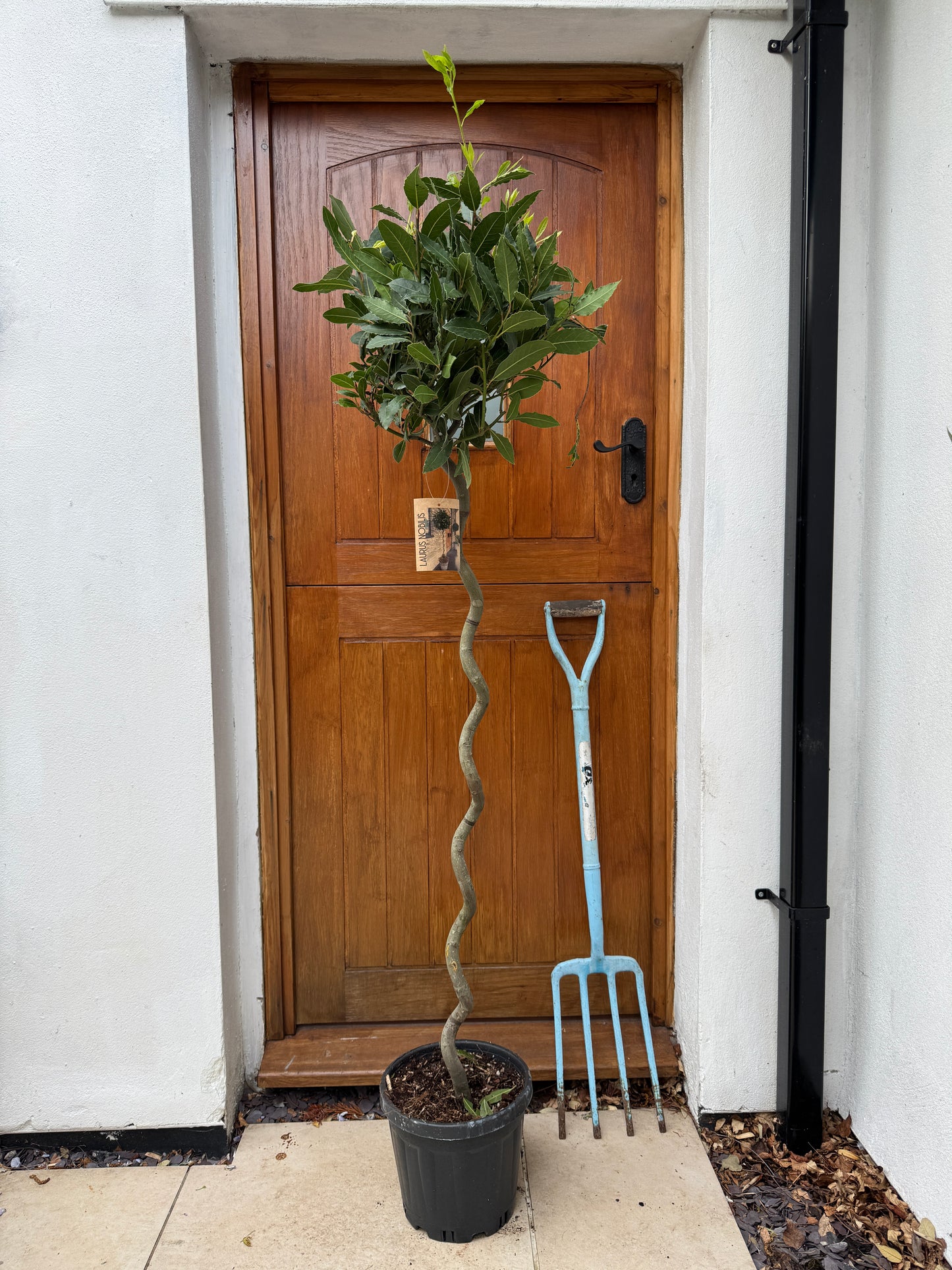 160cm Outdoor Twisted Bay Tree (Laurus Nobilis)