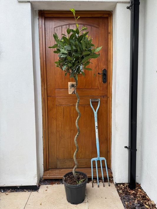 160cm Outdoor Twisted Bay Tree (Laurus Nobilis)