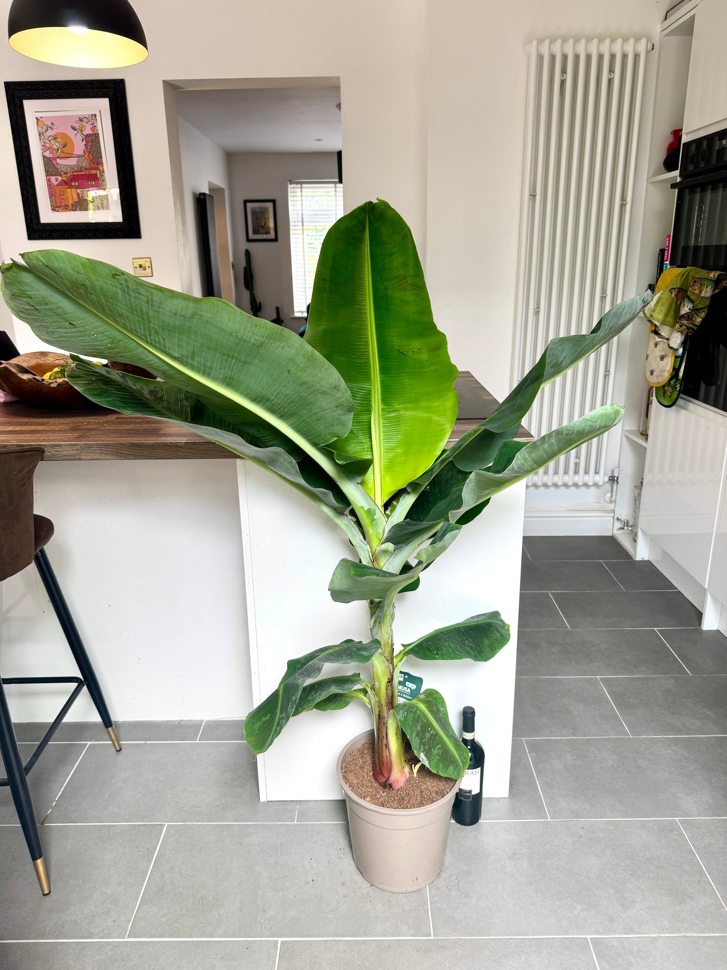150cm Musa Dwarf Cavendish (Banana Plant)
