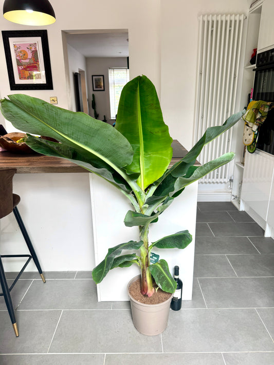 150cm Musa Dwarf Cavendish (Banana Plant)