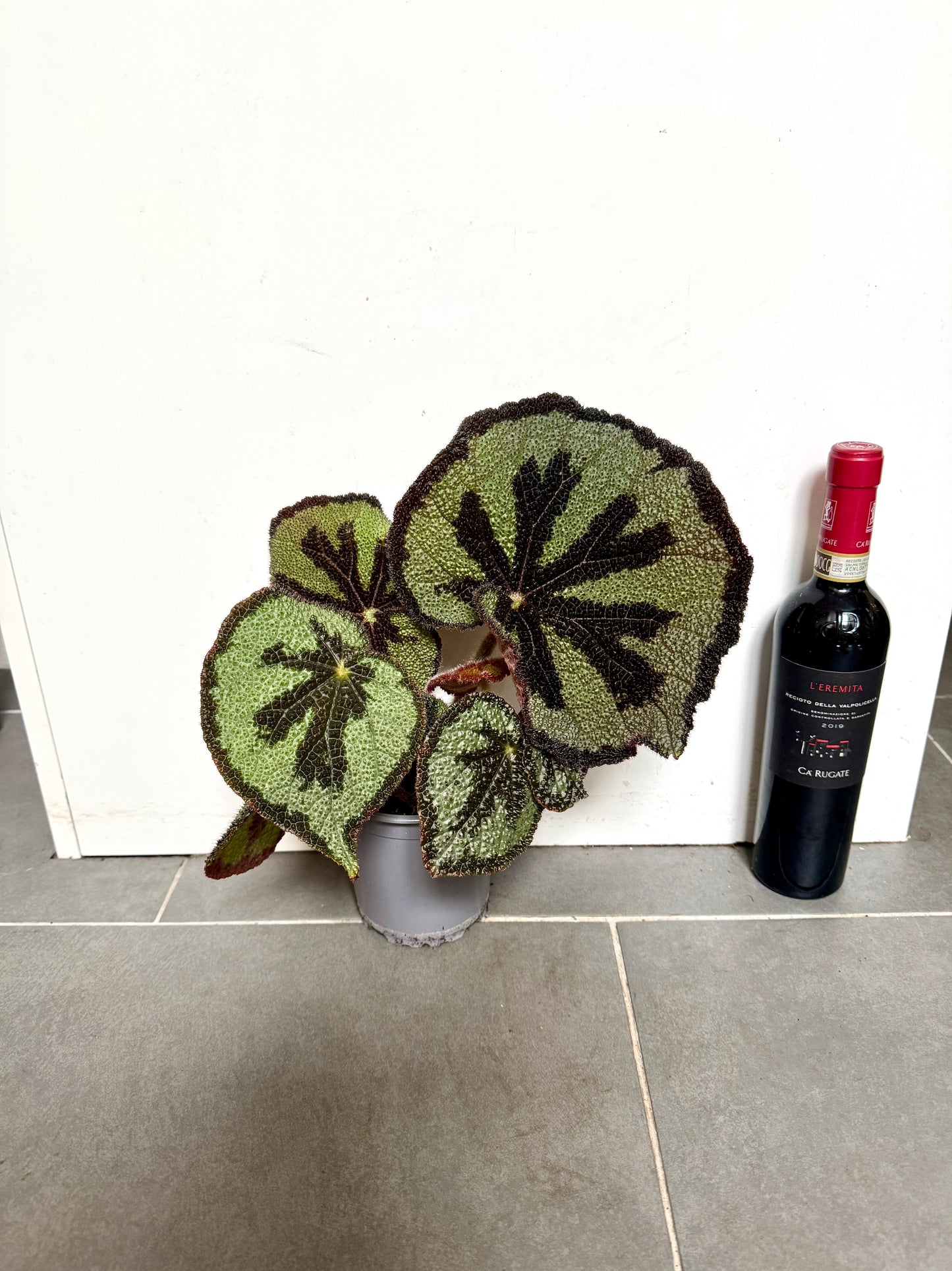 35cm Begonia Masoniana