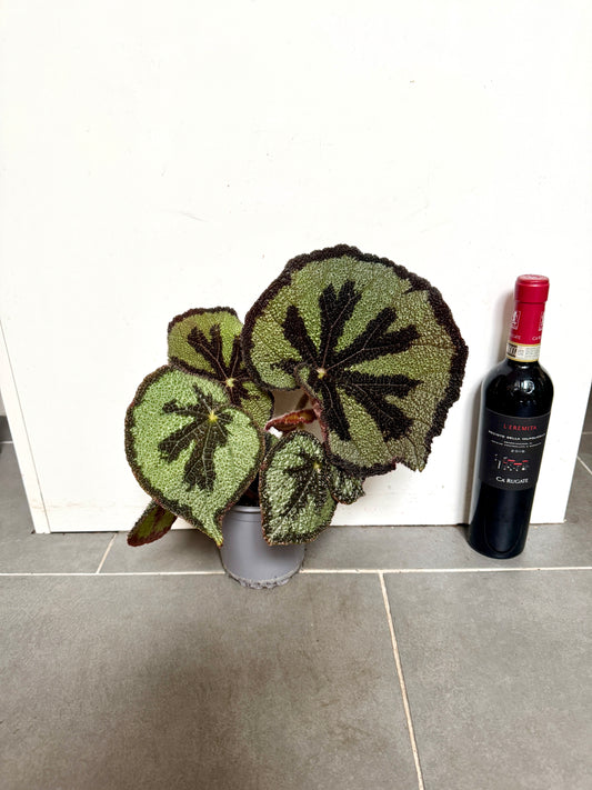 35cm Begonia Masoniana