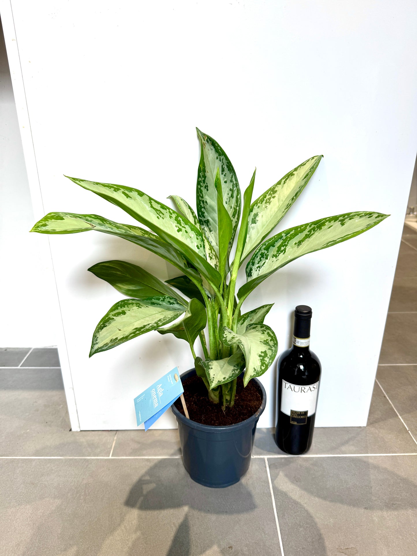 60cm Aglaonema Silver Bay