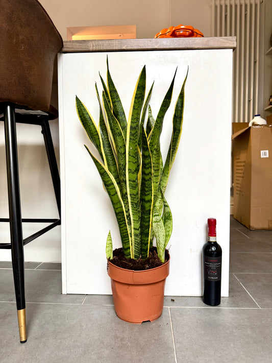 80cm Sansevieria (Snake / Mother in Law’s Tongue Plant)