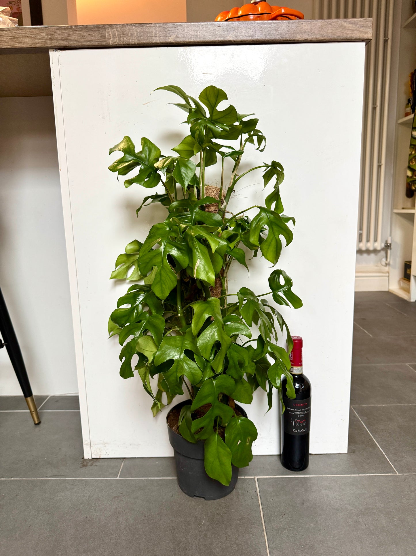75cm Philodendron Minima