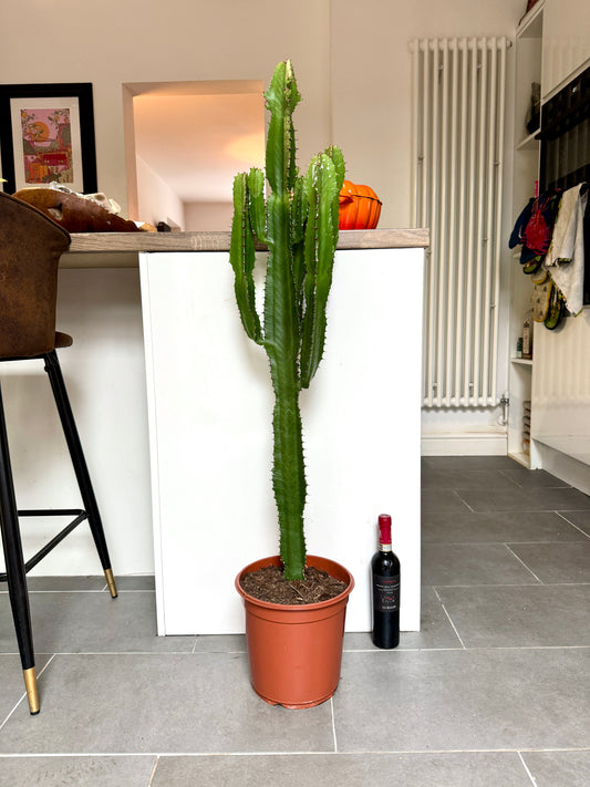 120cm Euphorbia Cactus