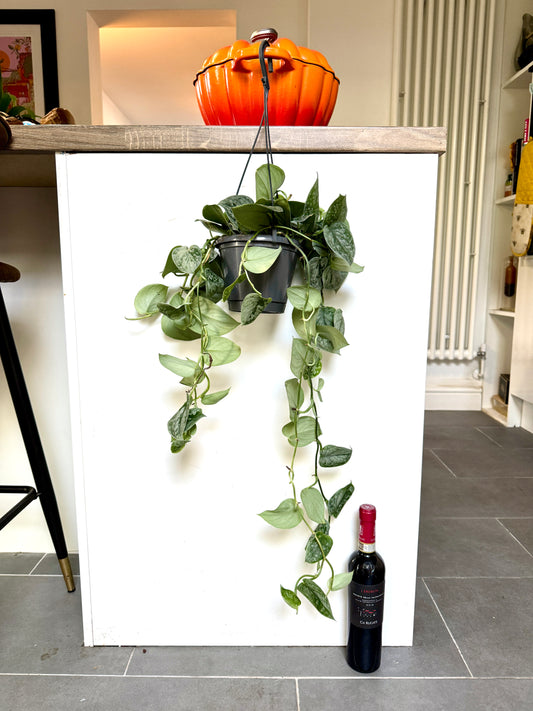50cm Satin Pothos (Scindapsus Argyraeus)