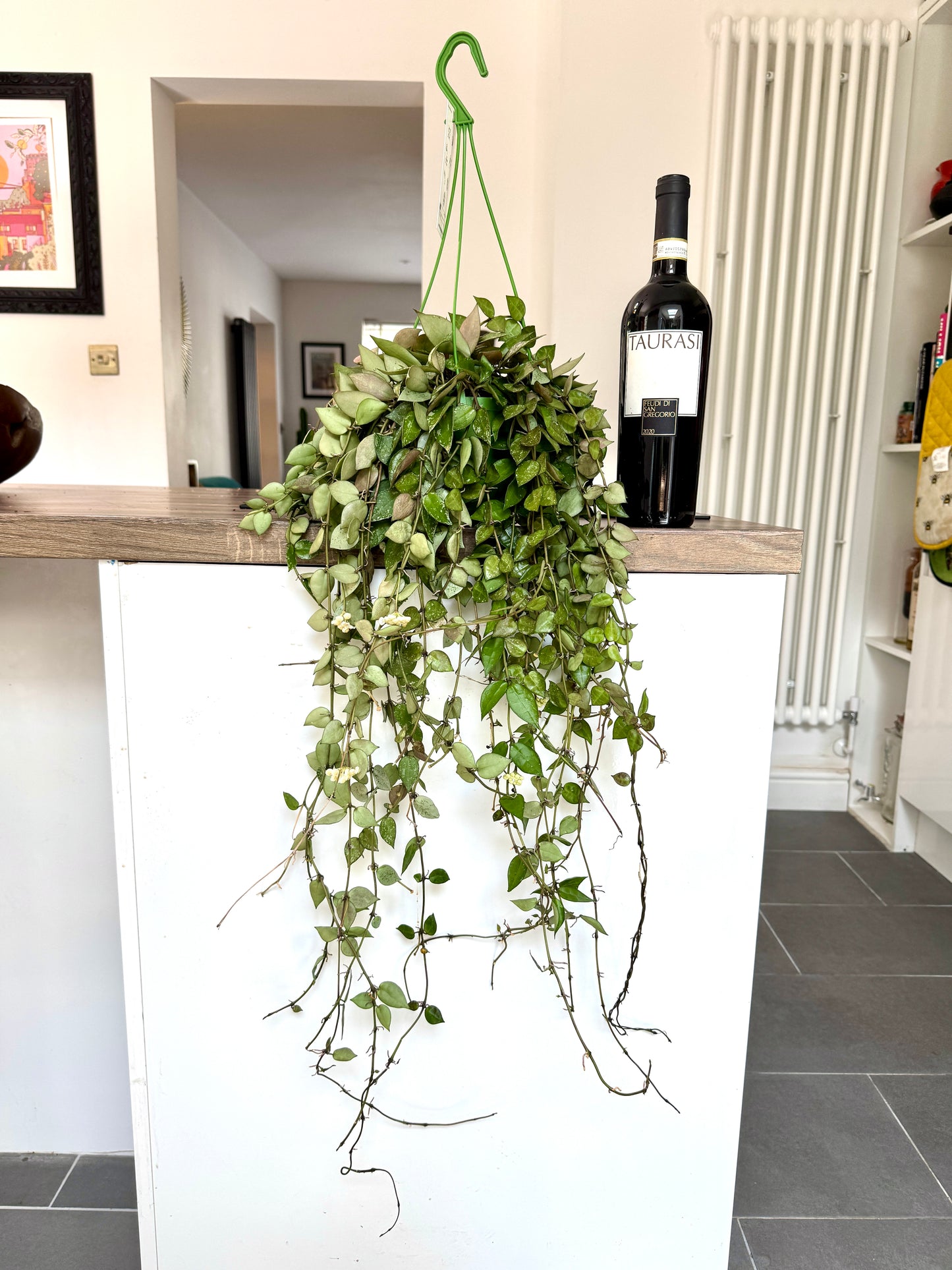 60cm Hoya Krohniana 'eskimo'