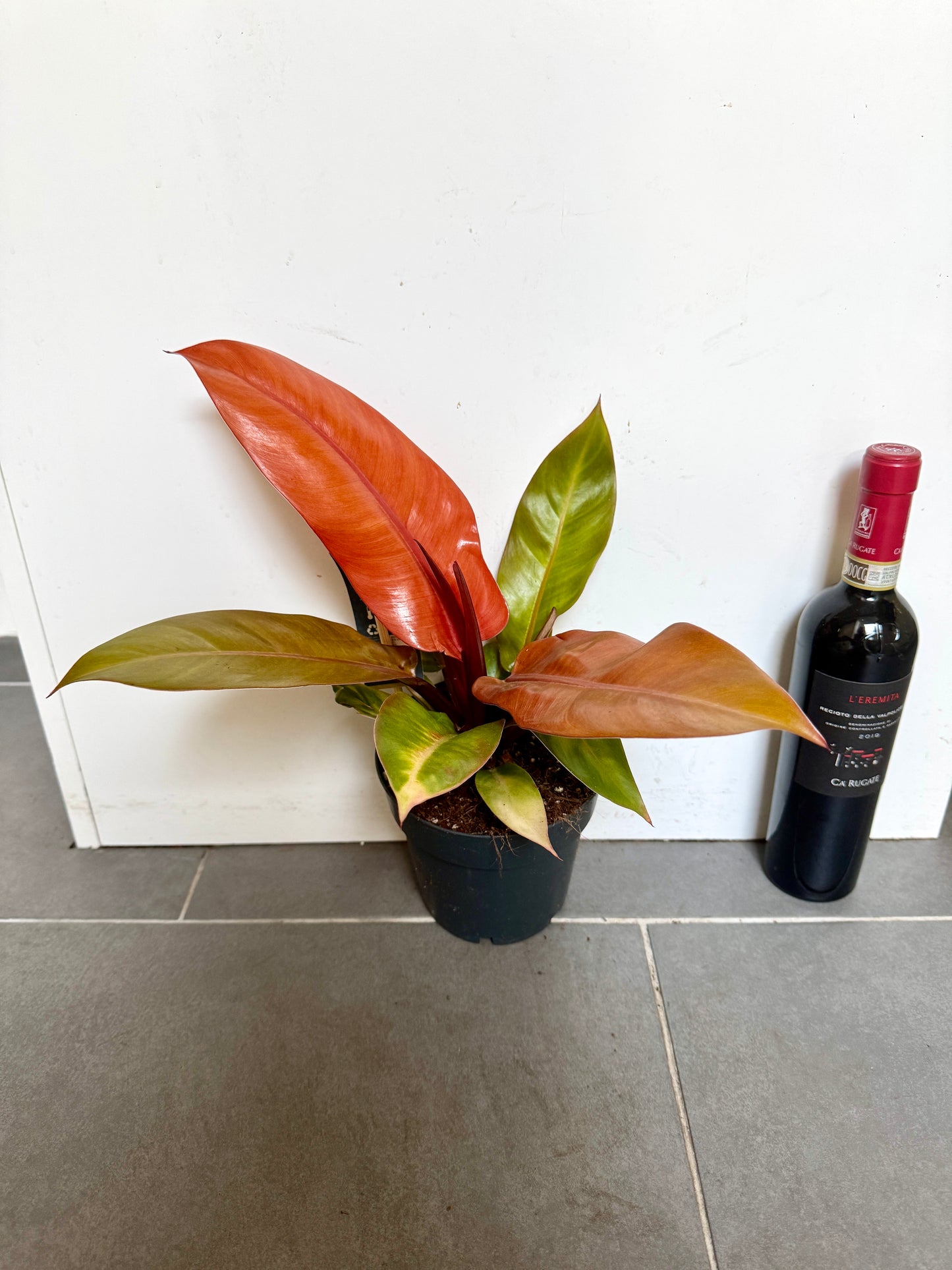 30cm Philodendron Prince of Orange