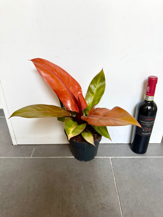 30cm Philodendron Prince of Orange