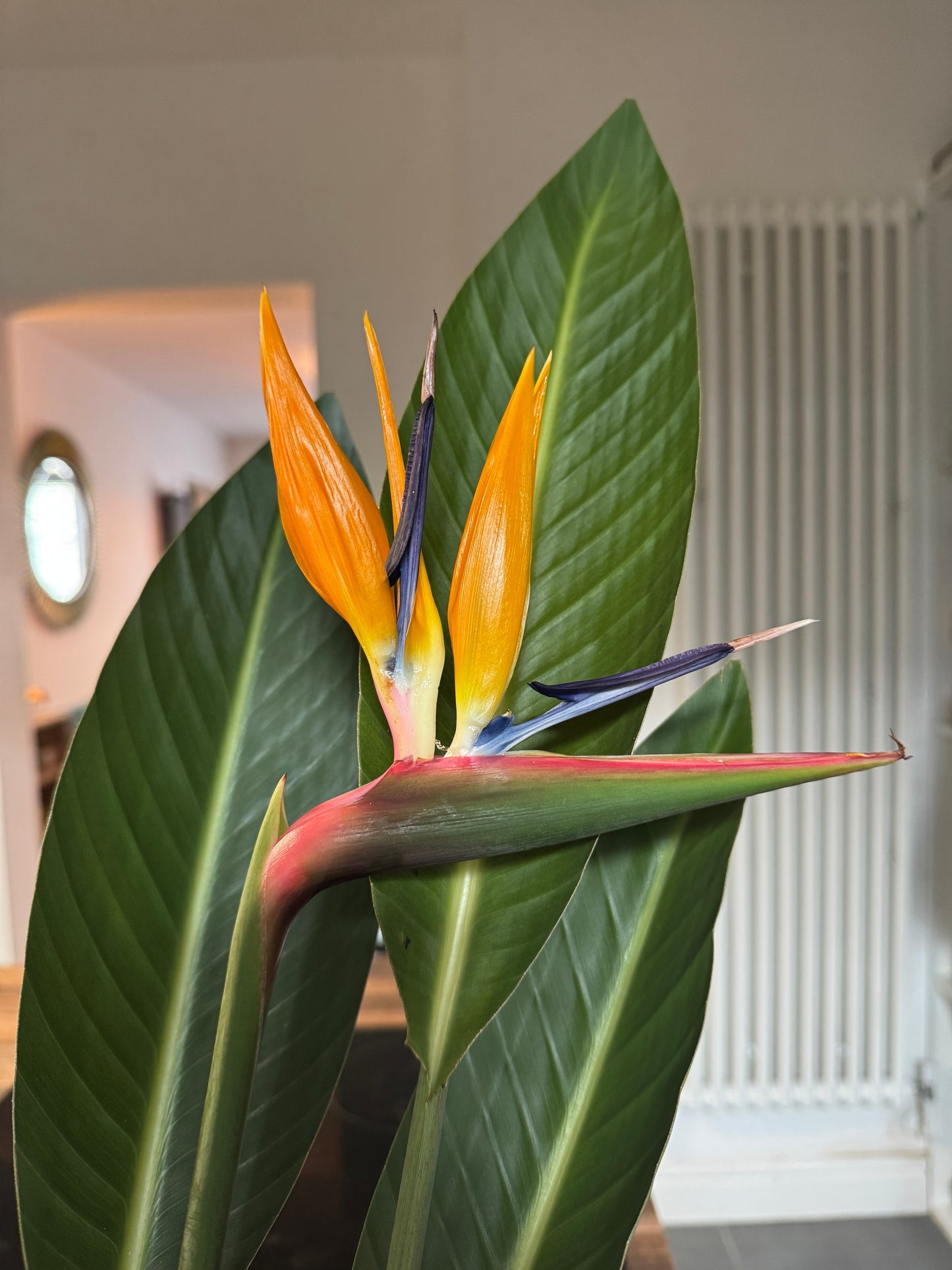 150cm Strelitzia Reginae (Orange Flowering Bird of Paradise)