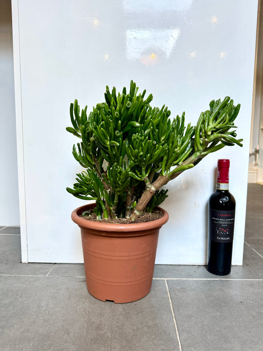 40cm Crassula Horn / Gollum Jade Tree