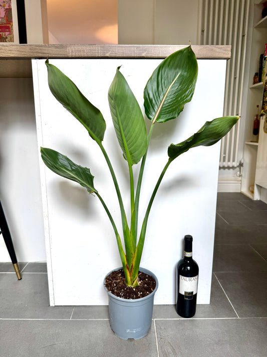90cm Orange Flowering Strelitzia Reginae (Bird of Paradise)