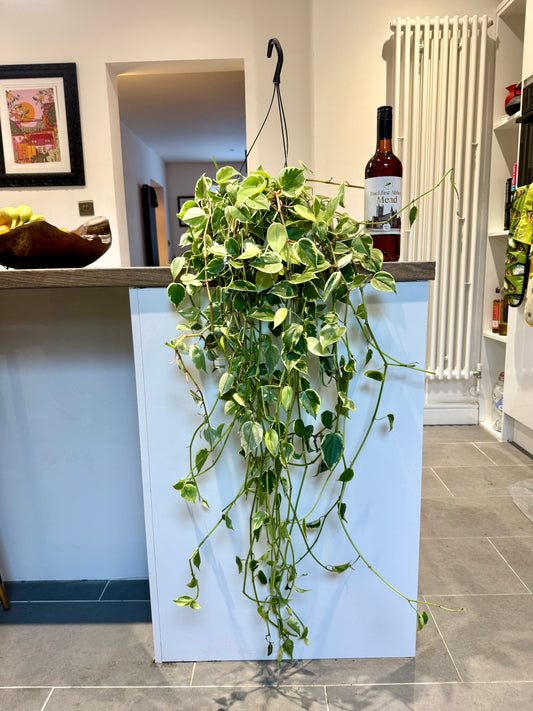 100cm XL Peperomia Variegata