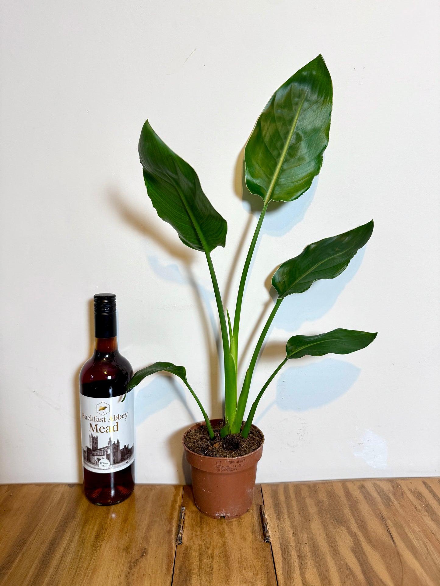 60cm Strelitzia Reginae (Orange Flowering Bird of Paradise)