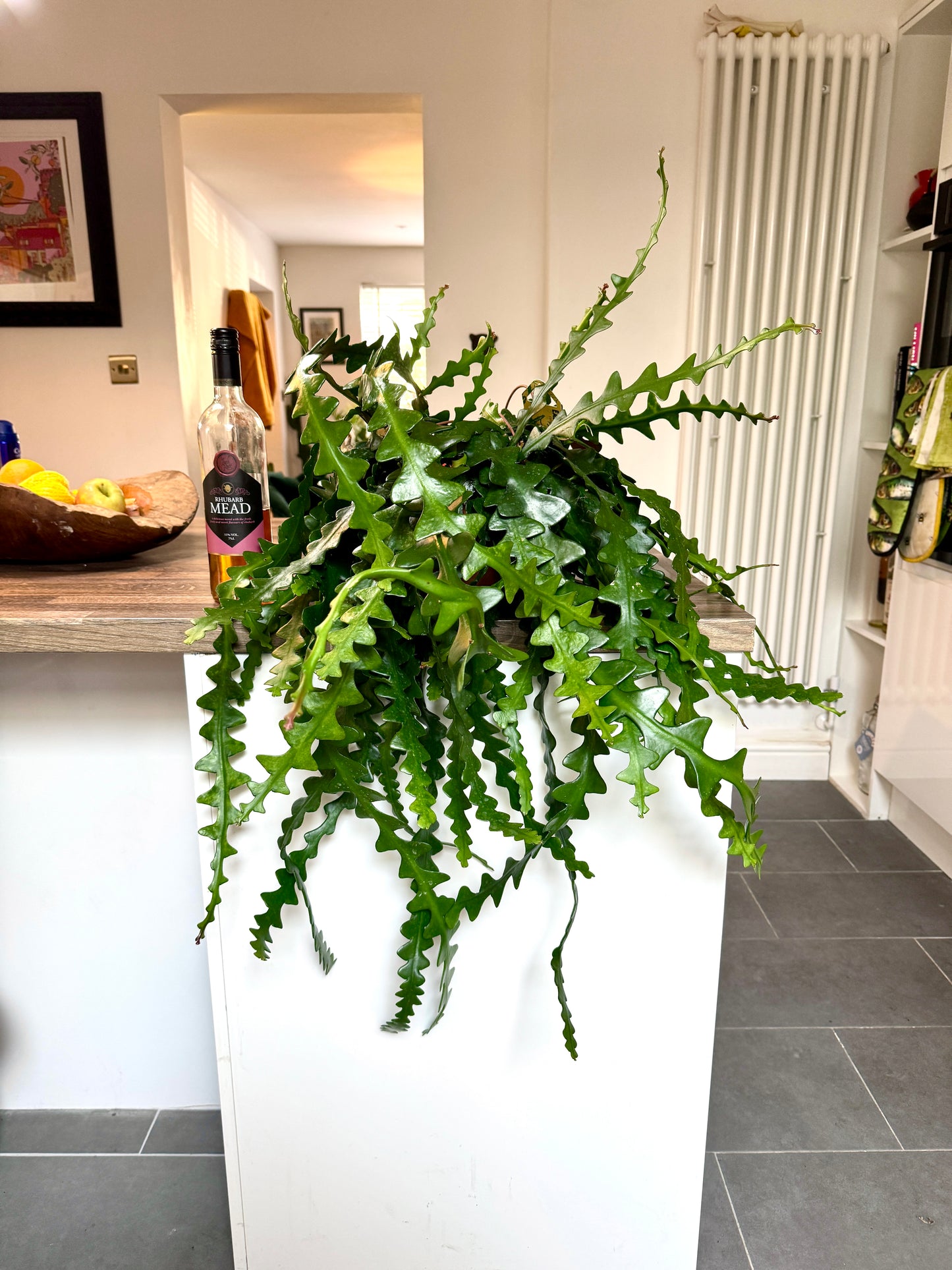 75cm Fishbone Cactus - Epiphyllum Anguliger
