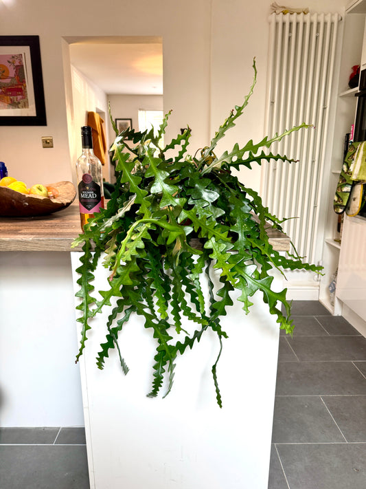 75cm Fishbone Cactus - Epiphyllum Anguliger