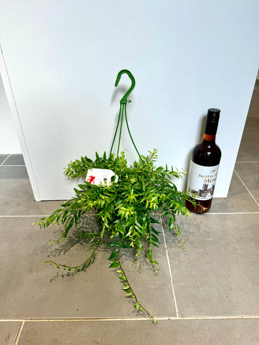 25cm Hanging Aeschynanthus Japhrolepsis