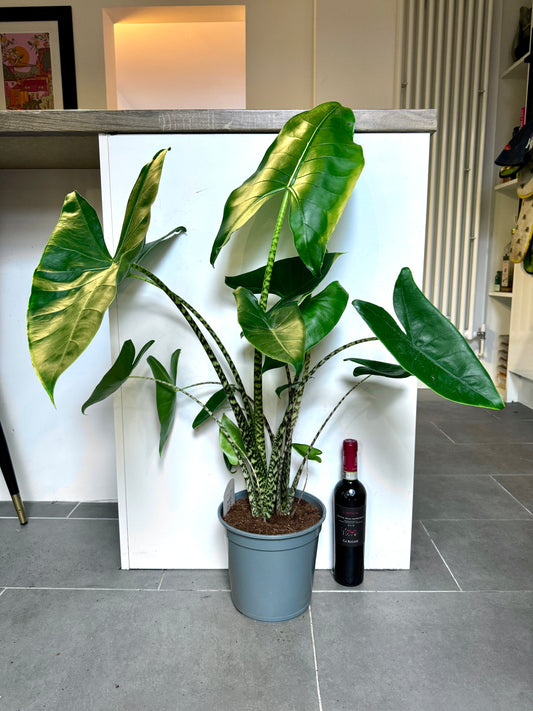 100cm Alocasia Zebrina