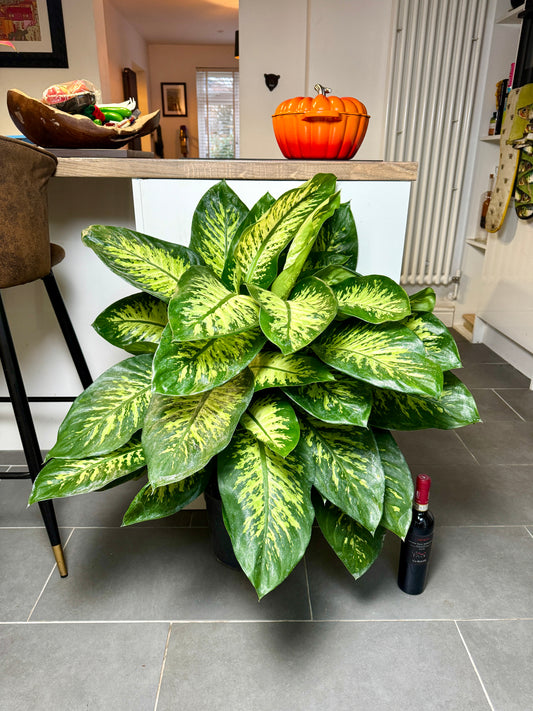 100cm Dieffenbachia Tropic Snow Bush
