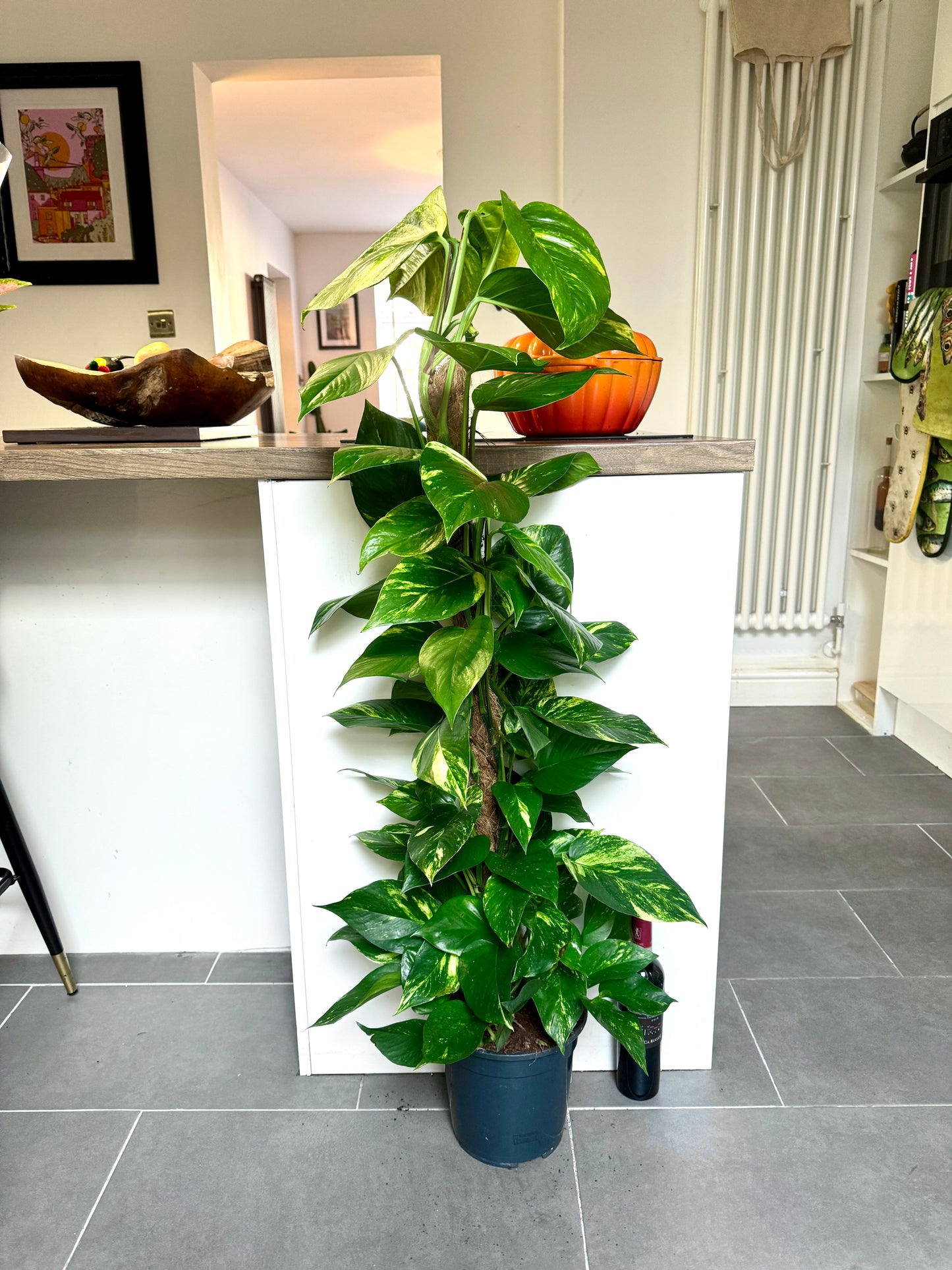 120cm Climbing Epipremnum Devils Ivy
