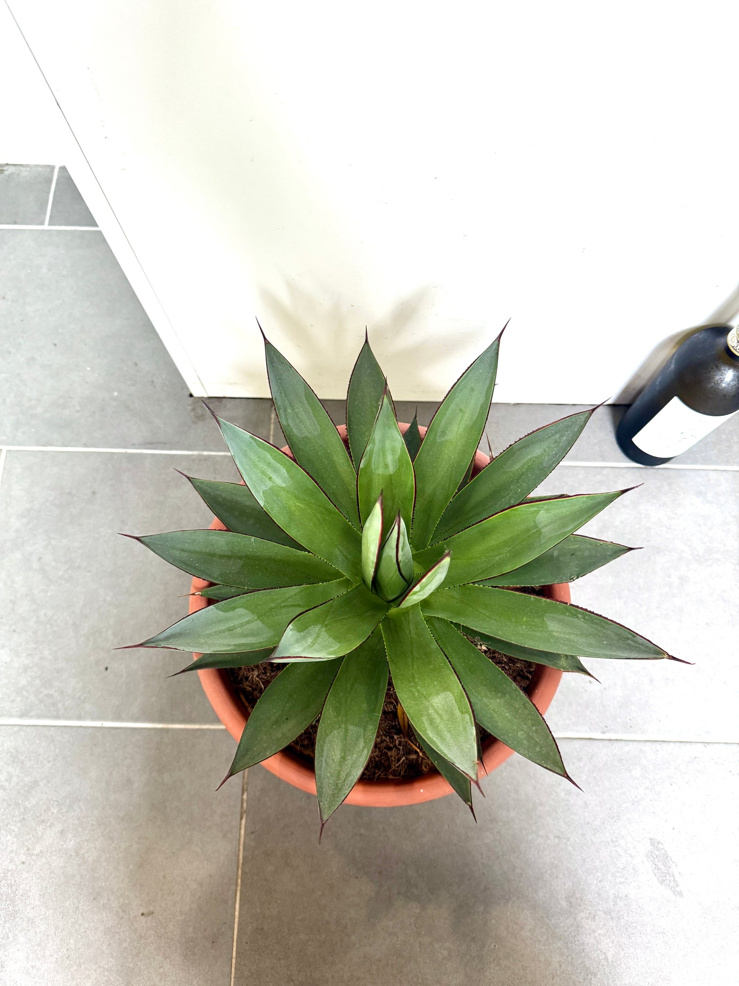 45cm Agave Shaka Zulu