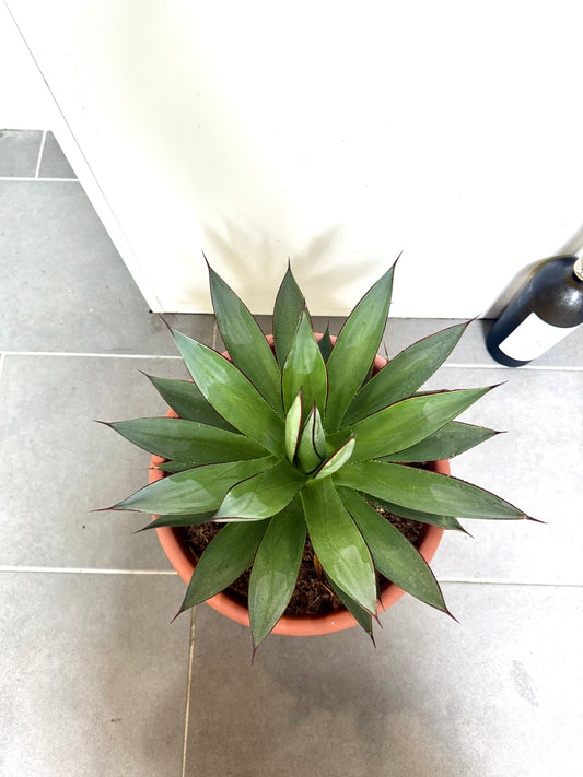 45cm Agave Shaka Zulu