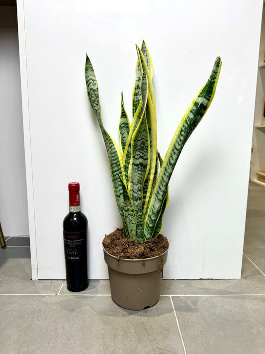 60cm Sanseveria Laurentii (Snake / Mother in Law’s Tongue Plant)