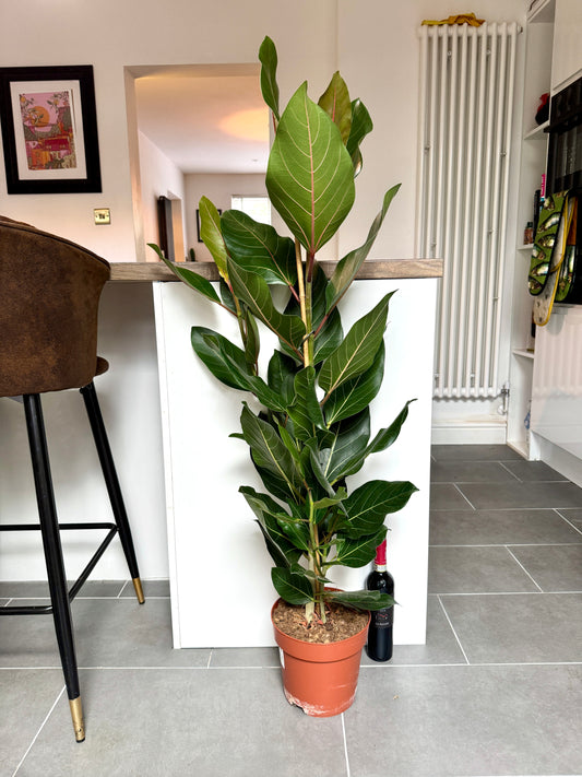 130cm Ficus Benghalensis Joy