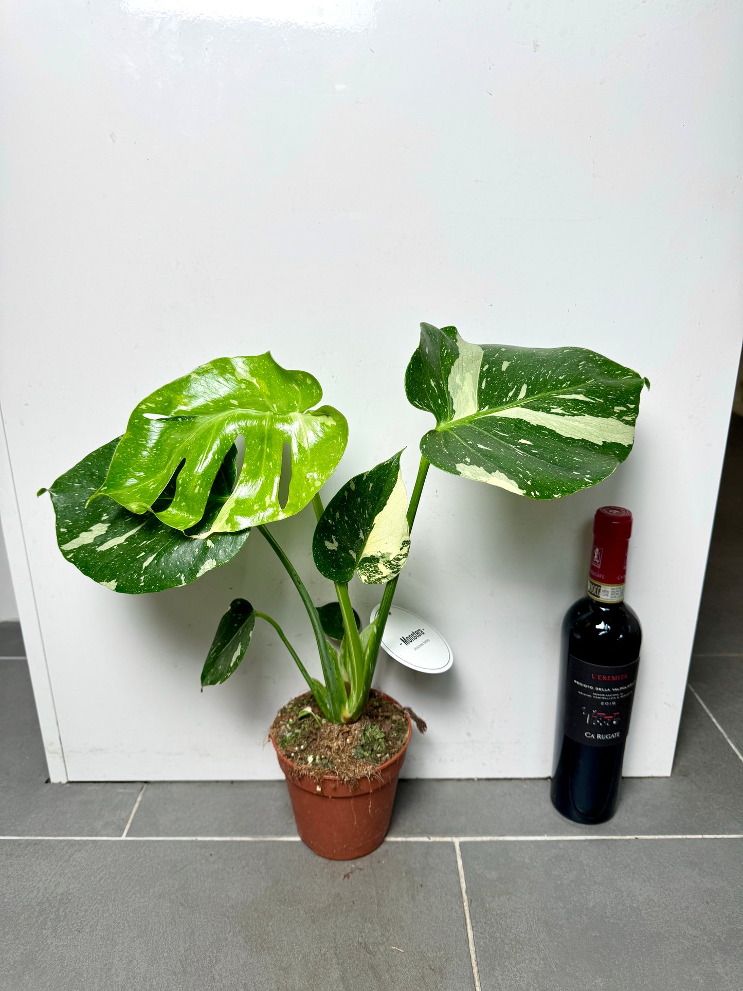 50cm Monstera Deliciosa Thai Constellation (Swiss Cheese Plant)