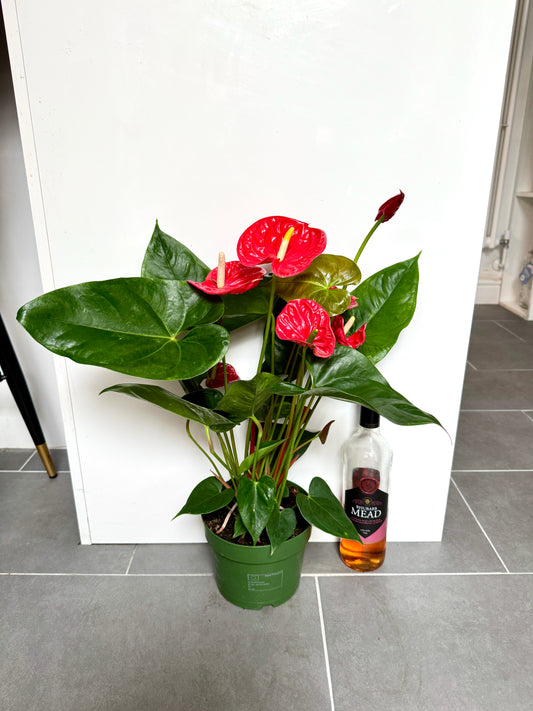60cm Flowering Anthurium Andraeanum