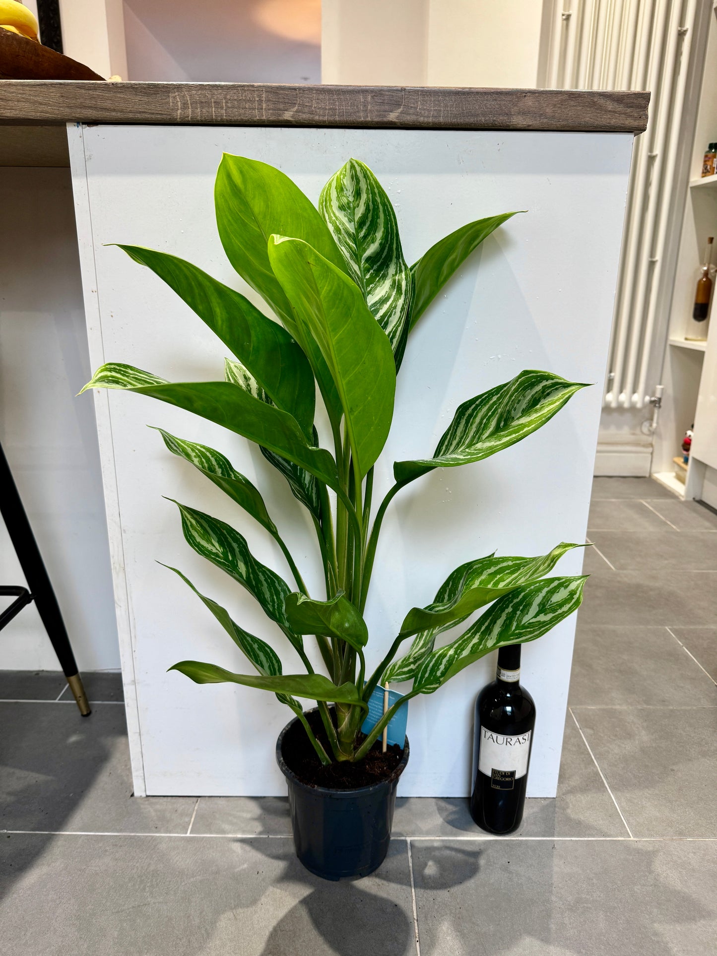 75cm Aglaonema Stripes
