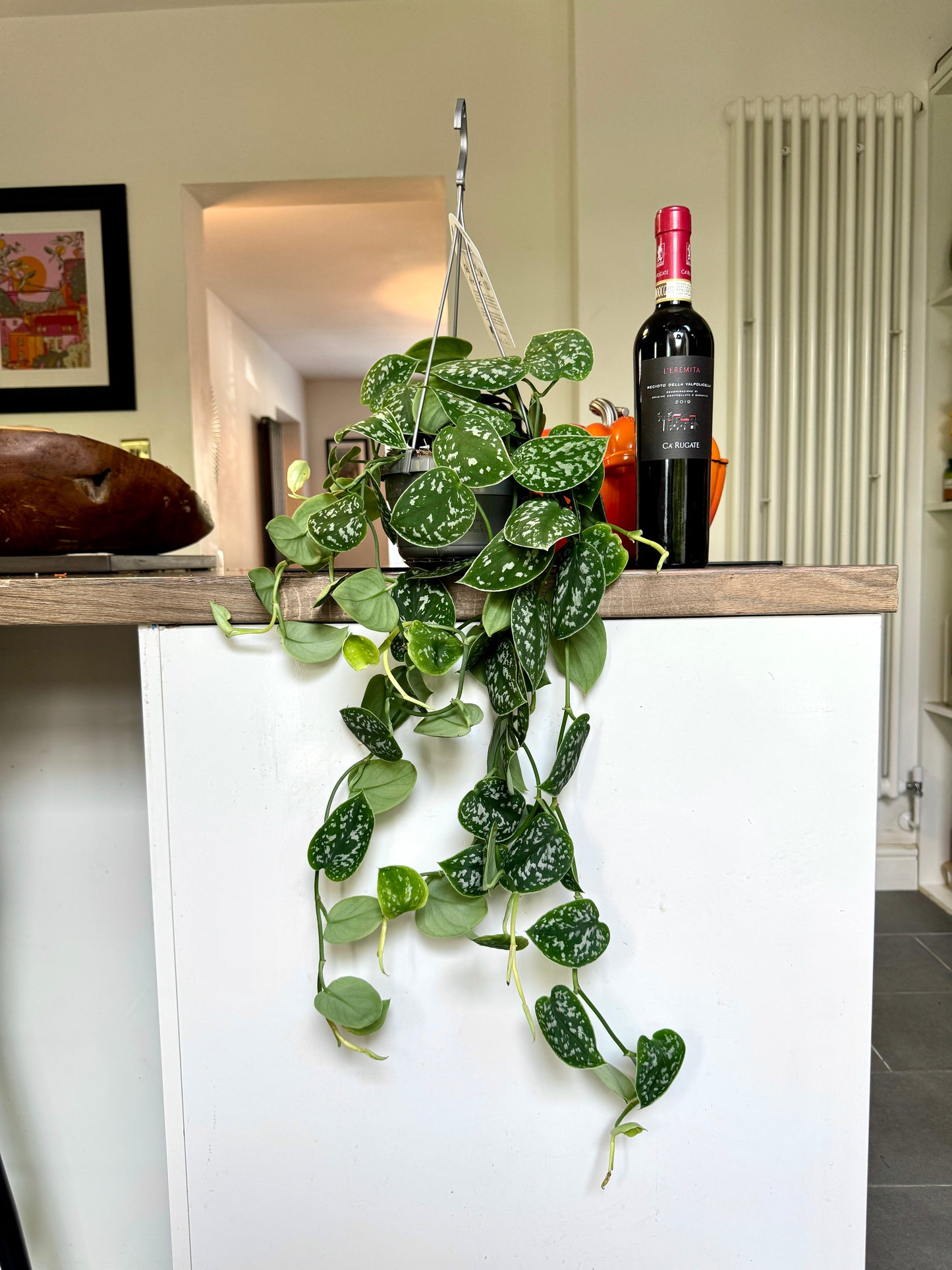 70cm Satin Pothos (Scindapsus Argyraeus)