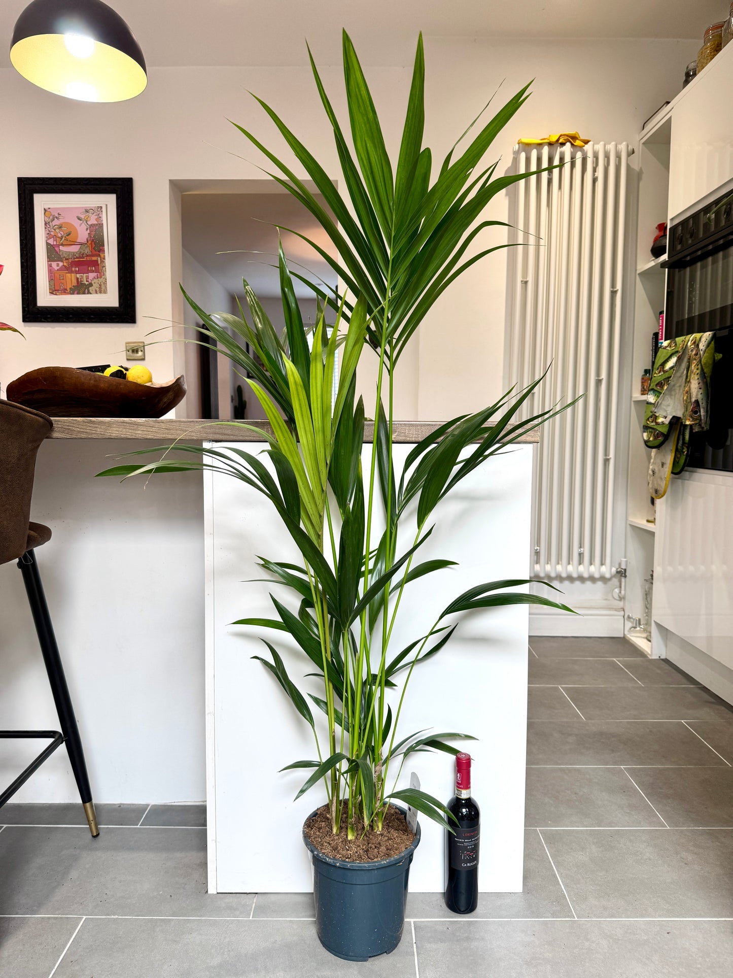 130cm Howea Forsteriana (Kentia Palm)
