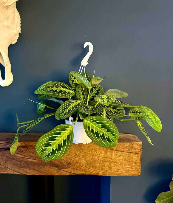 50cm Maranta Lemon Lime (Prayer Plant)