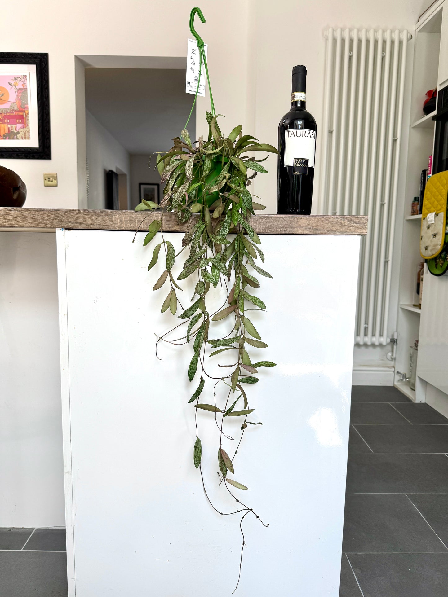 60cm Hoya Sigillatis