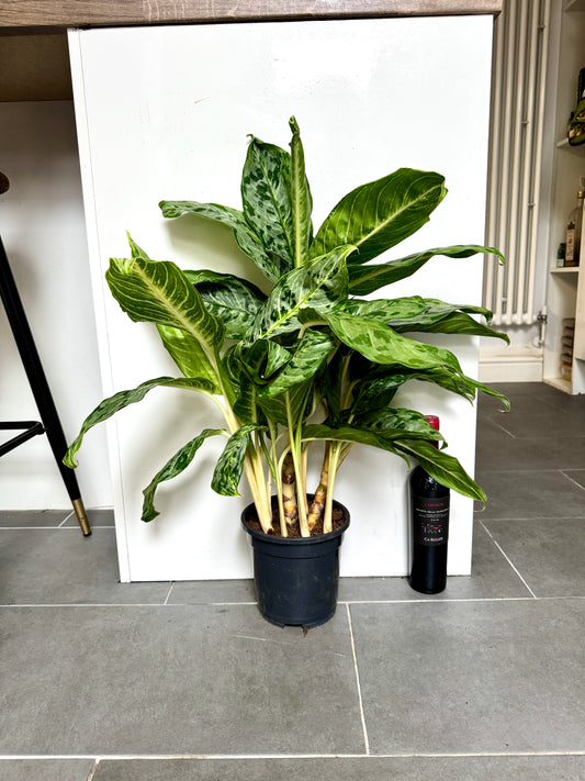 75cm Aglaonema Peacock