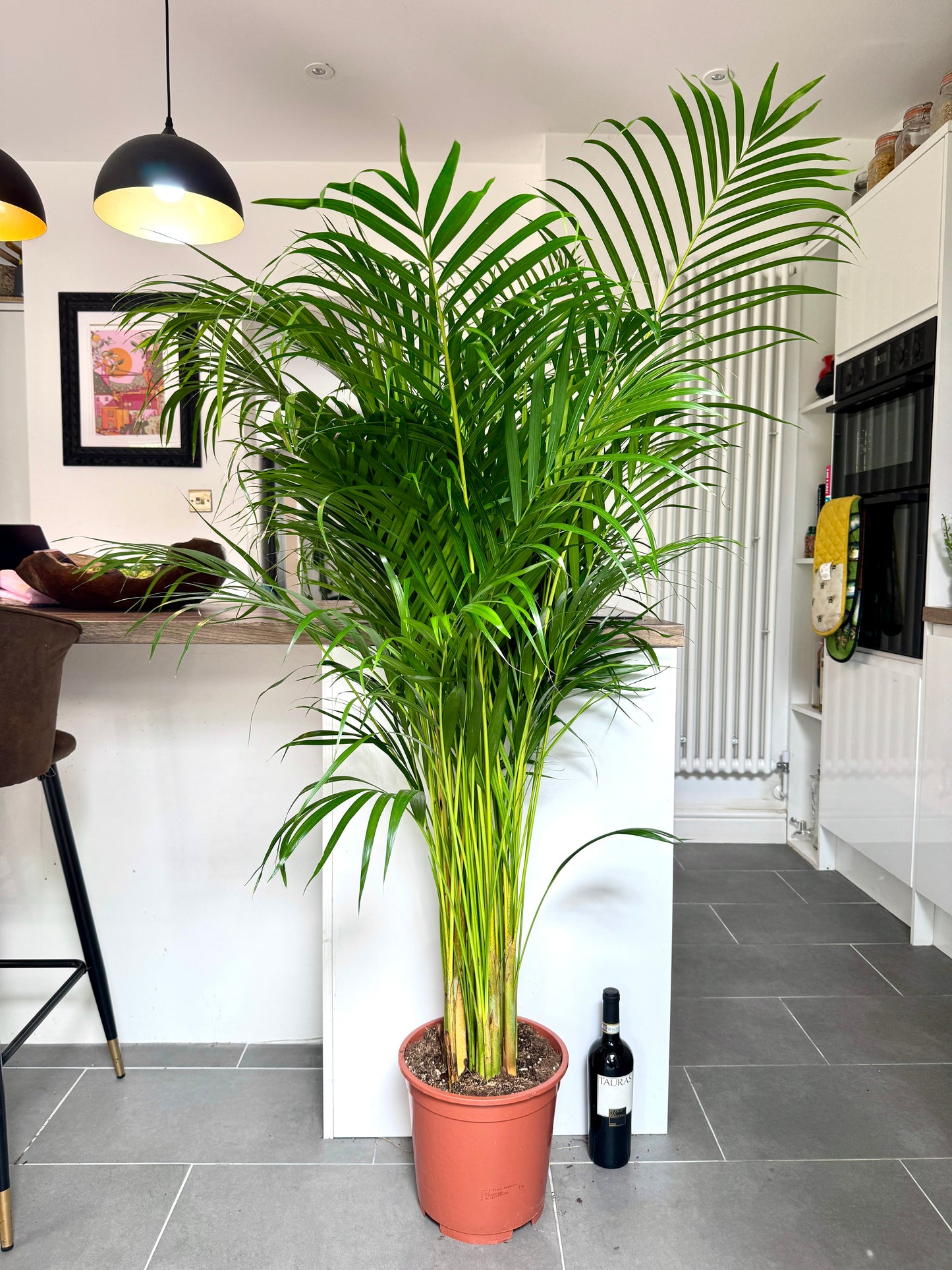 170cm Dypsis Lutescens (Areca palm)